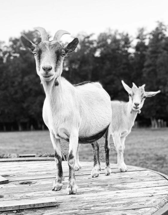 Gite A La Ferme Chant'Alouette Etauliers Екстер'єр фото